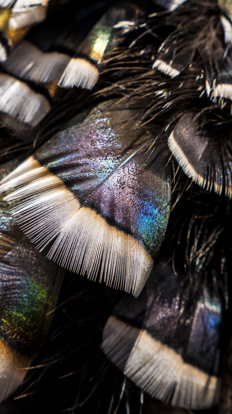 Turkey feathers are absolutely beautiful. In the field with Raven 6 Studios and NWTF.
