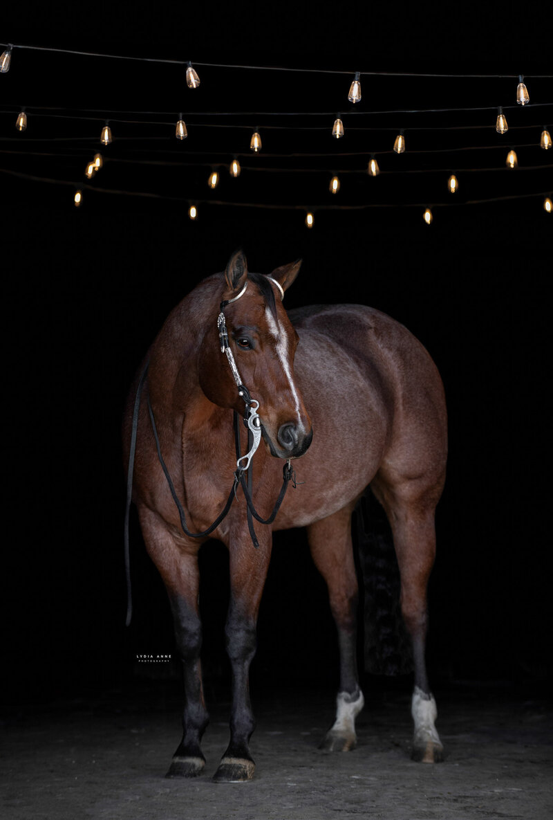 Experience the elegance of equestrian portrait photography in Rochester, NY. Our professional photographers specialize in capturing the unique relationship between you and your horse. Whether you're showcasing your equestrian skills in action or enjoying a quiet moment with your horse, our portrait sessions are designed to create lasting memories. With stunning natural backdrops such as open fields, wooded trails, or rustic barns, we’ll create images that highlight your passion for riding and the beauty of the equestrian lifestyle. Our Rochester, NY-based equestrian photography service provides you with portraits that are as timeless as your love for horseback riding.