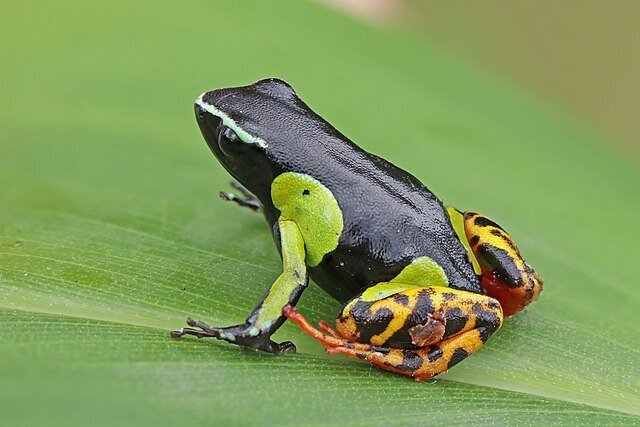 frog8