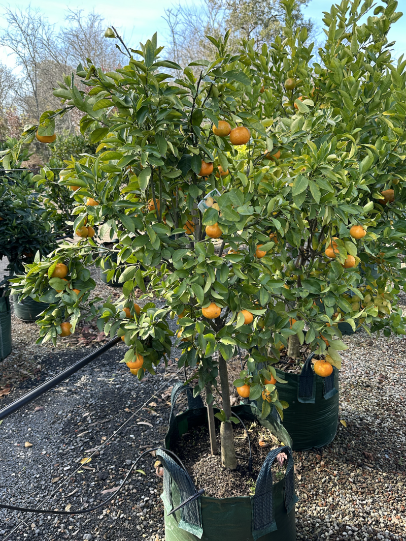 Citrus Reticulata 'Hickson' - Hickson Mandarin Tree