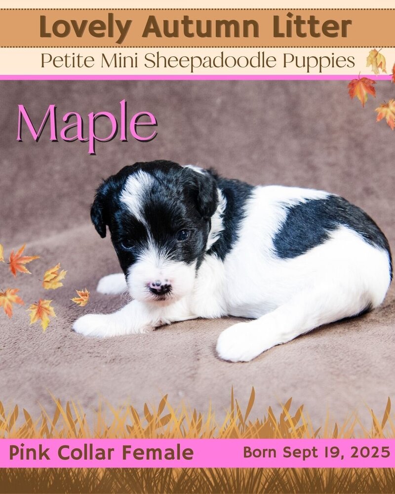 Autumn - Pink Maple Female