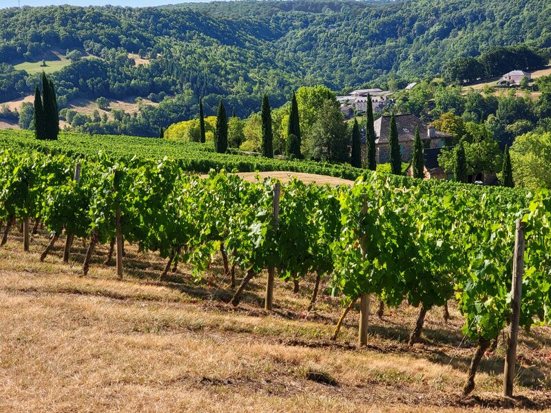 bordeaux-vineyards