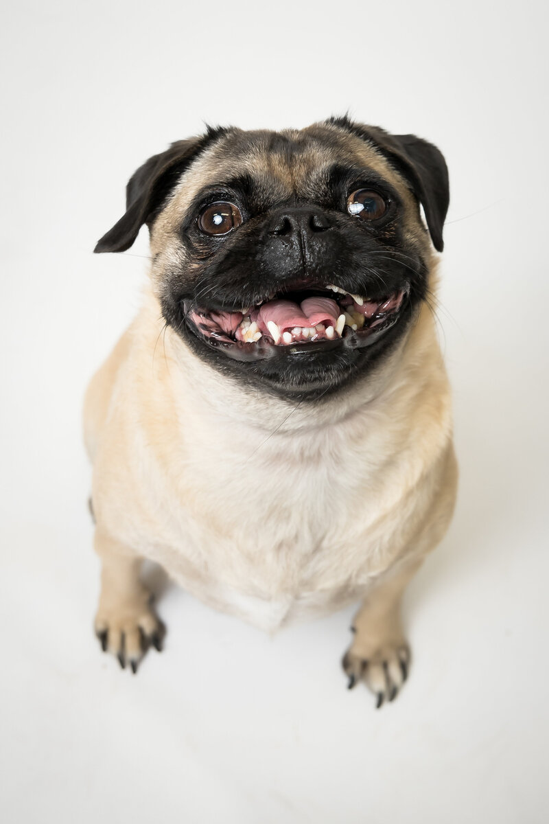 happy pug dog looks up and smiles for professional pet photos