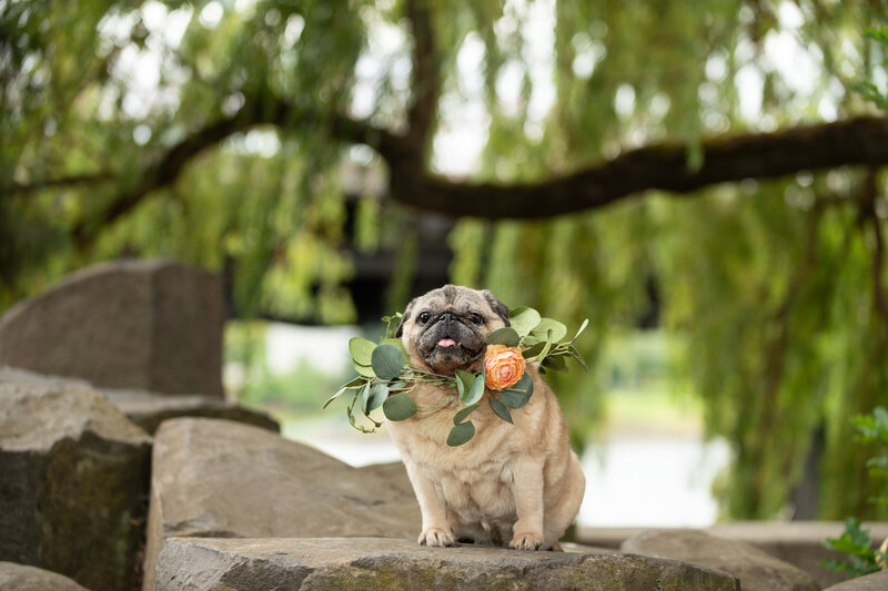 pug with flower collar