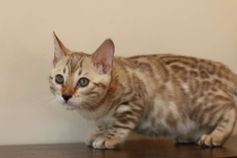 Sienna x Benny_Pink_1