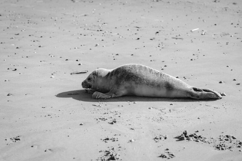 Sandy Seal N.2