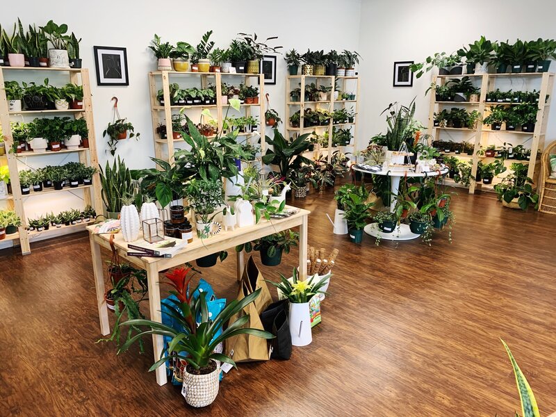 House Plant Collective - Indoor Plant Retail Shop