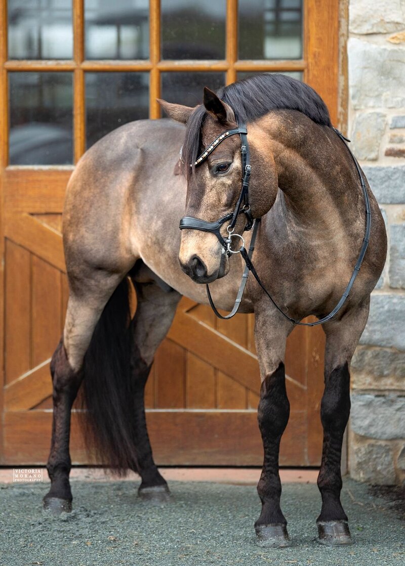 Horses for sale in Pennsylvania