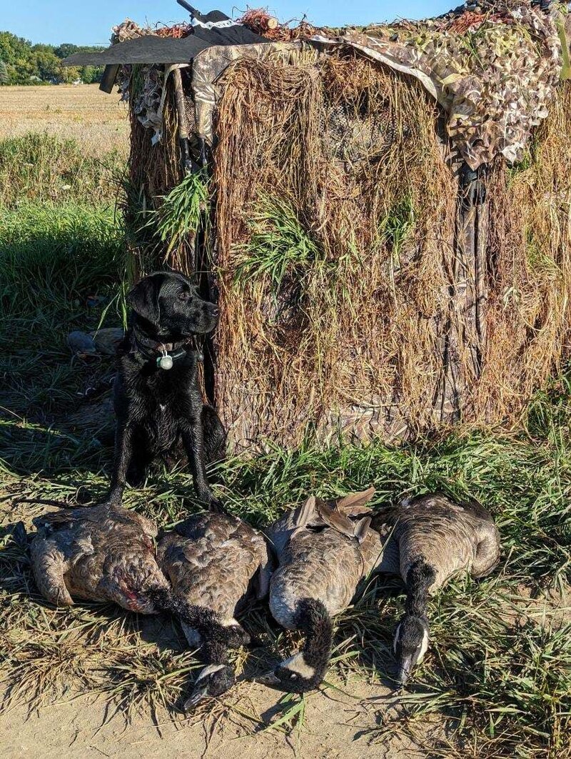 badriverlabradors_image-lunaducks