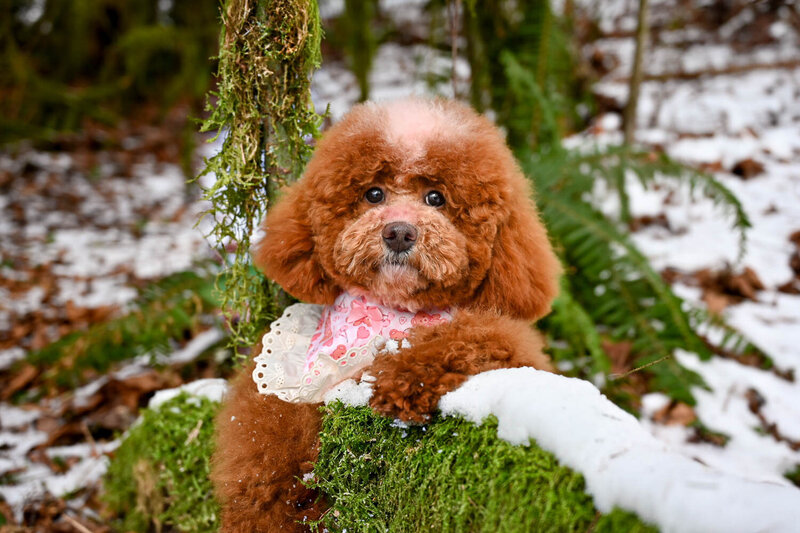 Heavenly Puppies to Love Cavapoo, Cockapoo, and Maltipoo Puppies Photo Feb 13 2025, 2 20 46 PM14
