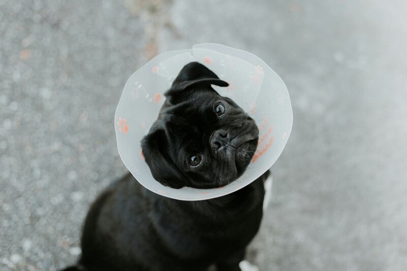 black pug dog wearing a medical cone