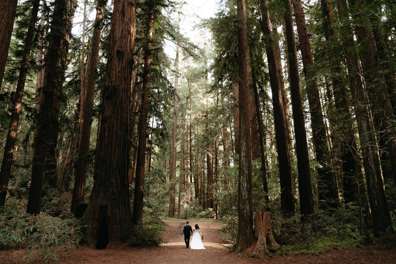 Married couple walks under beautiful redwood trees during their Henry Cowell Redwoods State Park Wedding