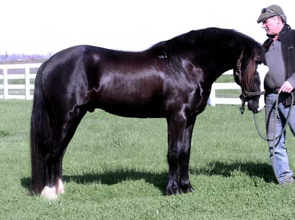 Black Connemara Pony Stallion
