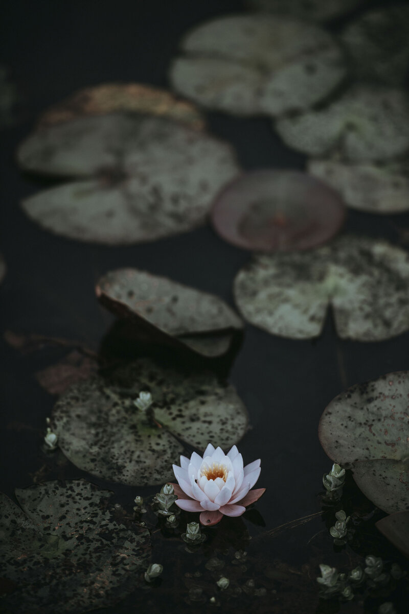 Emotional regulation mindfulness therapy NYC