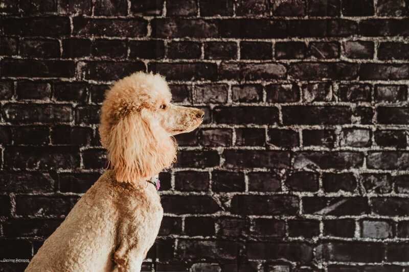 Roxie facing right