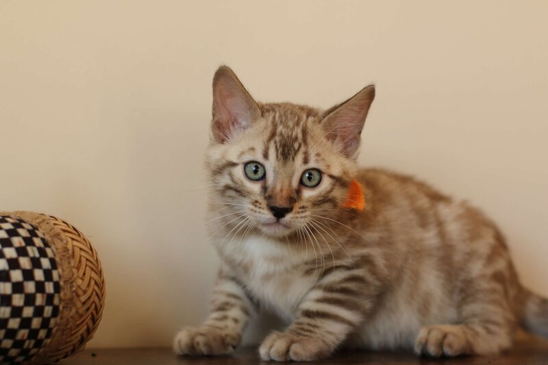 Sienna x Benny_Orange_3