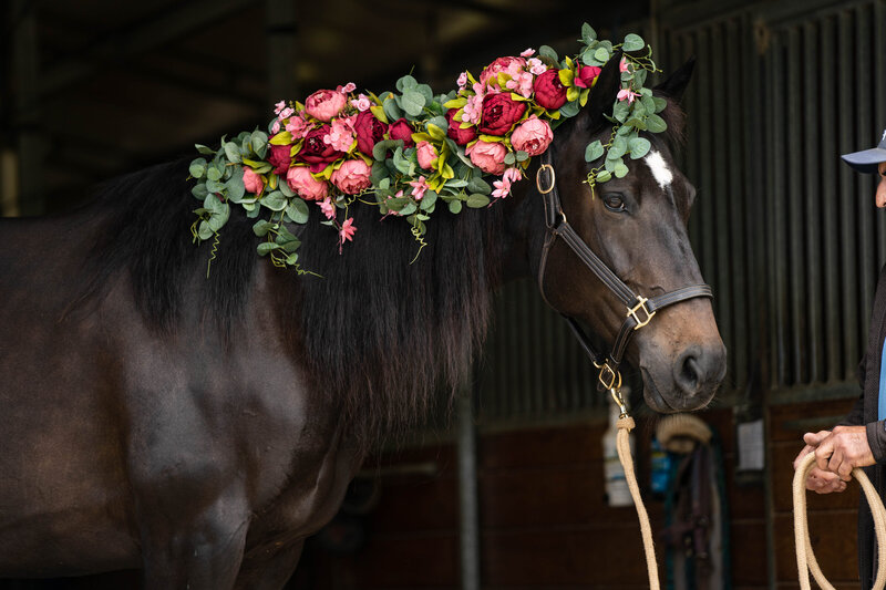 Percheron horse poses in barn aisle with flowers in mane.