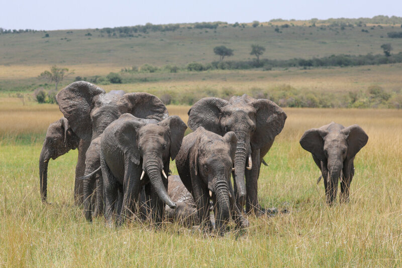 safariedited-201