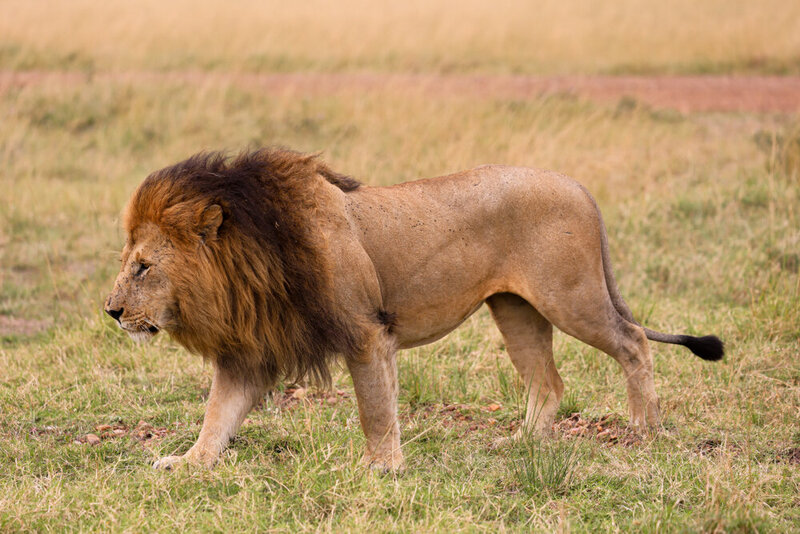 safariedited-067