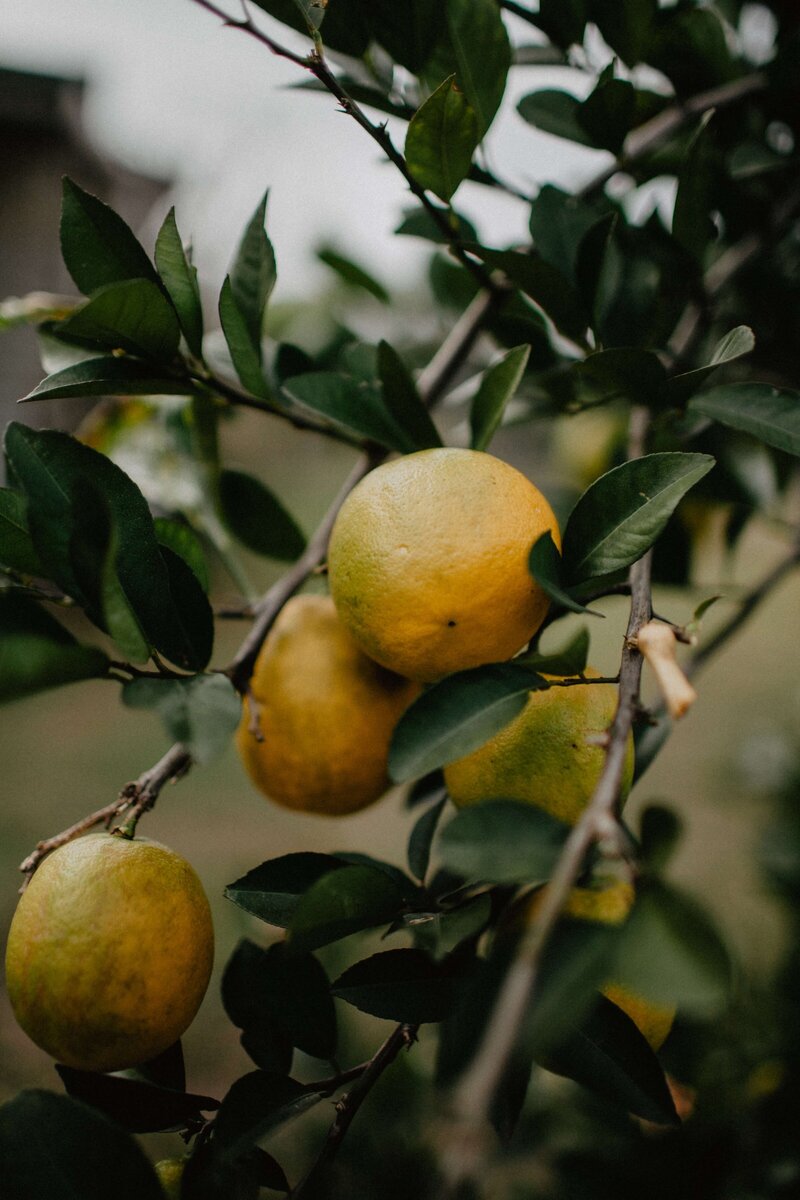 Close-up of ripe oranges hanging on a branch with vibrant green leaves, symbolizing fresh, natural wellness.