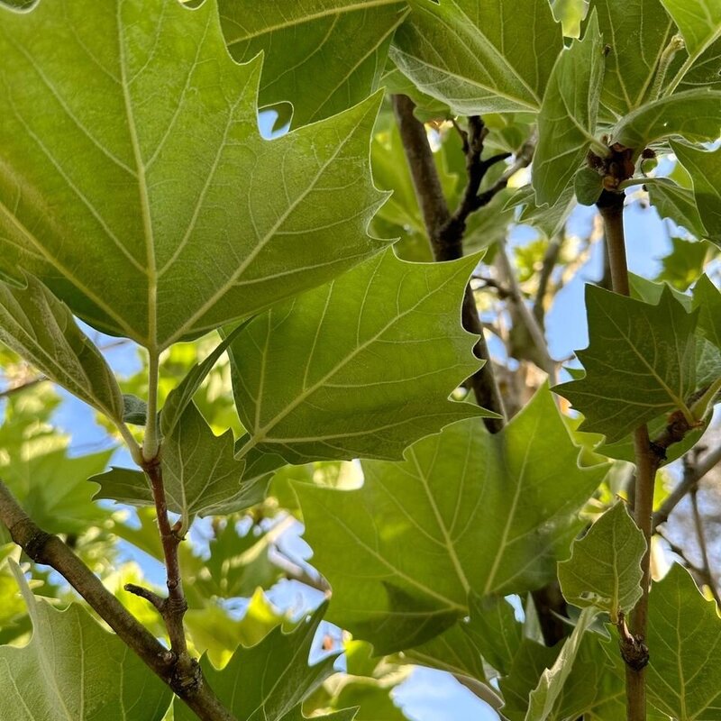 The London Plane is a majestic deciduous  tree known for its resilience and striking appearance, making it an ideal choice for urban and suburban landscapes. Its distinctive bark peels away in patches to reveal a creamy white interior, creating a beautiful mottled effect. The large, lobed leaves turn a crisp golden color in autumn, offering seasonal interest and shade.