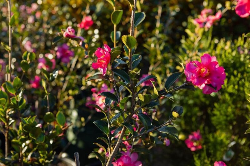 Camellia hiemalis - Camellia Hiyru - Mature Hedges & Screens Sydney