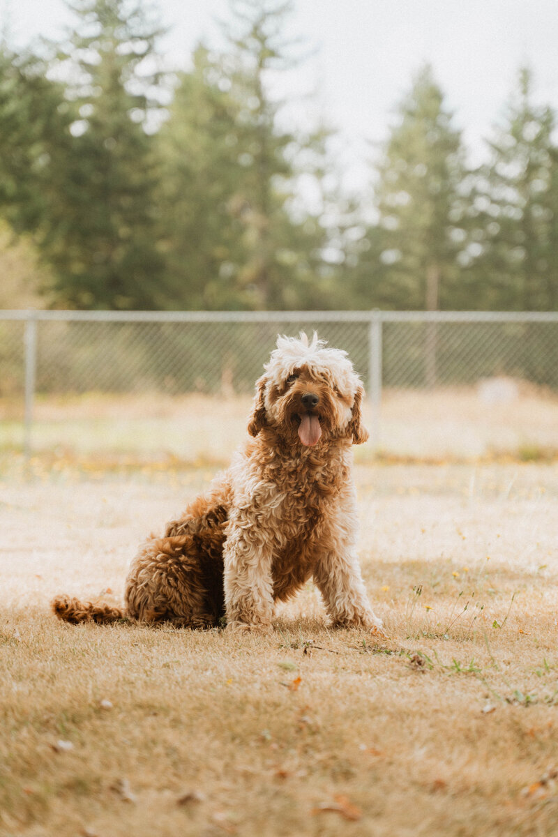 shaggy F1b mini goldendoodle mom dog