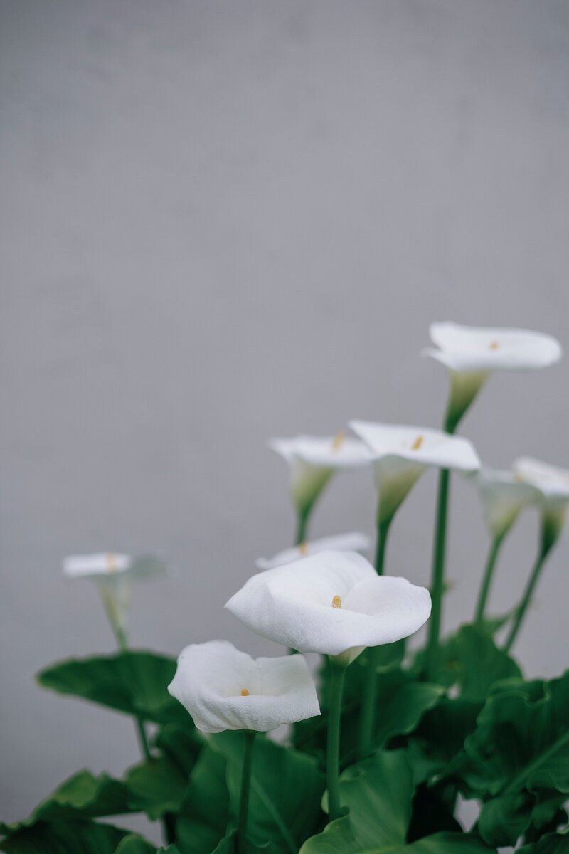 Crossline-church-Laguna-Hills-wedding-120