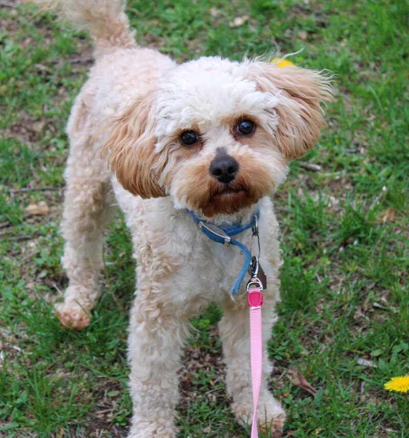 Adult Red Toy Poodle