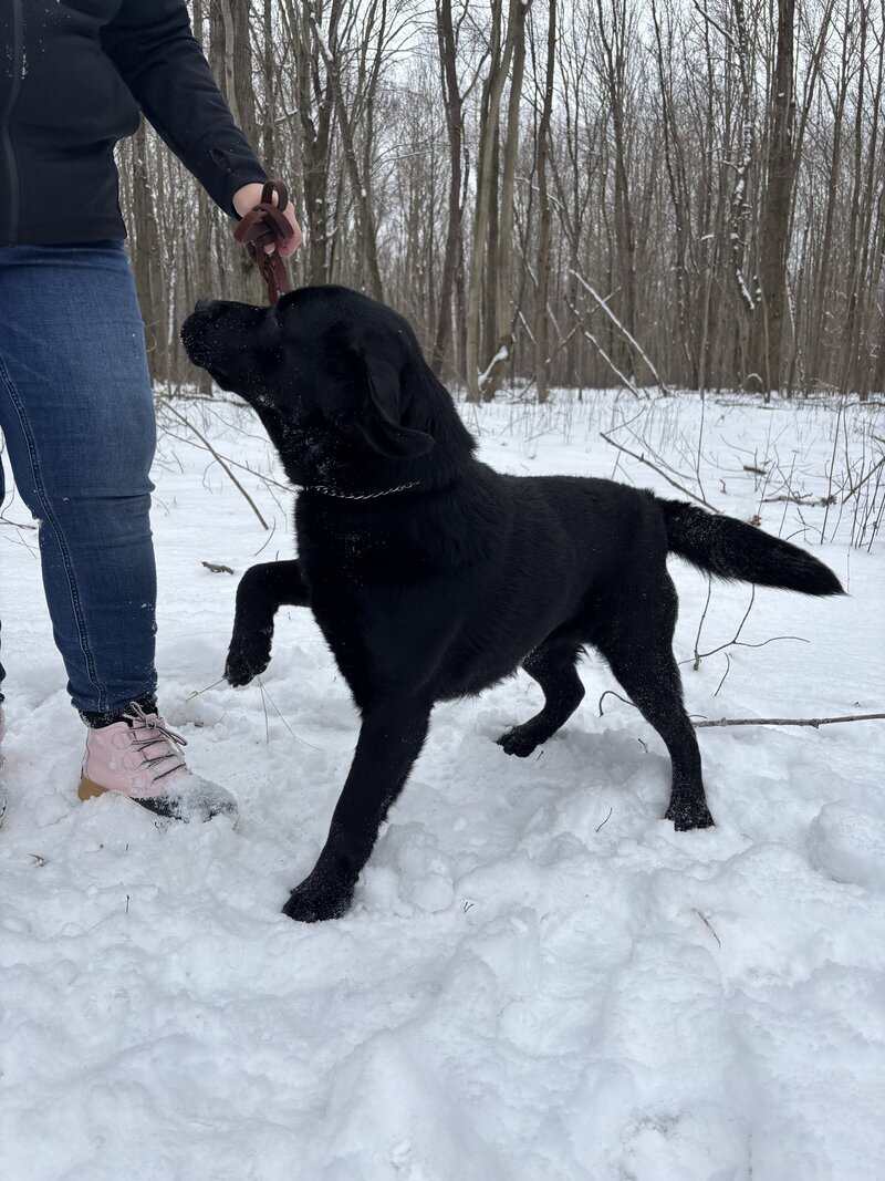 badriverlabradors_image-lab