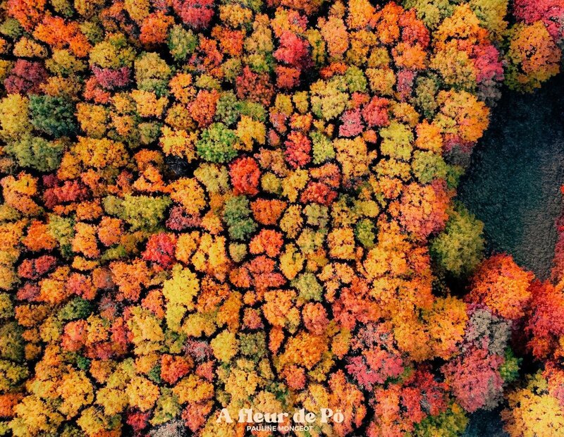 vue-du-ciel-arbres-automne