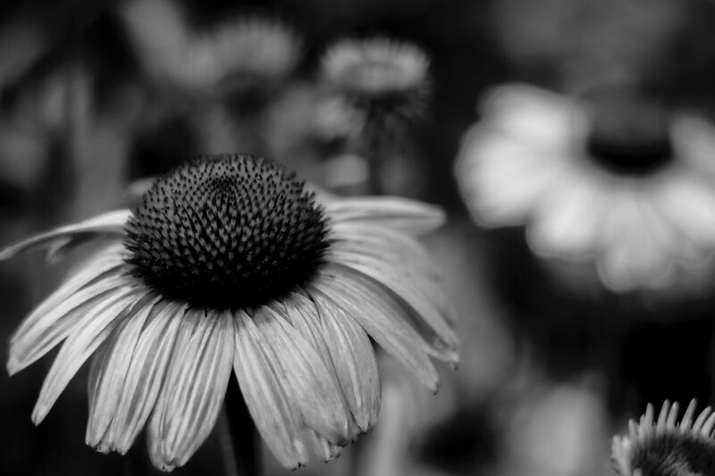 Limited Edition Fine Art Photographic Print black and white close up of daisy in focus in foreground other flowers out of focus around it Title Tranquil