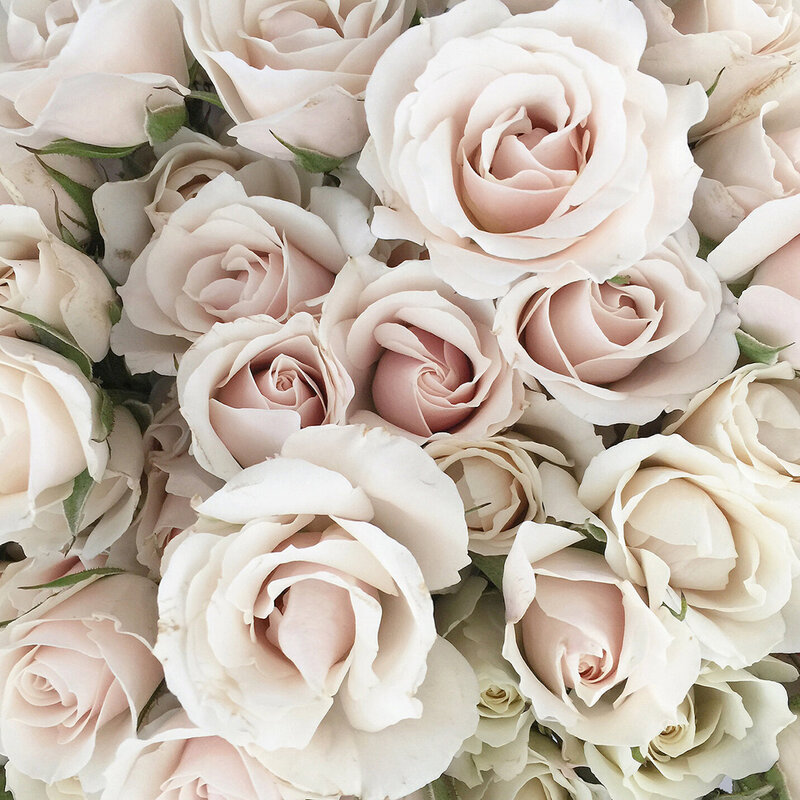 Chaos & Calm -neutral pink roses