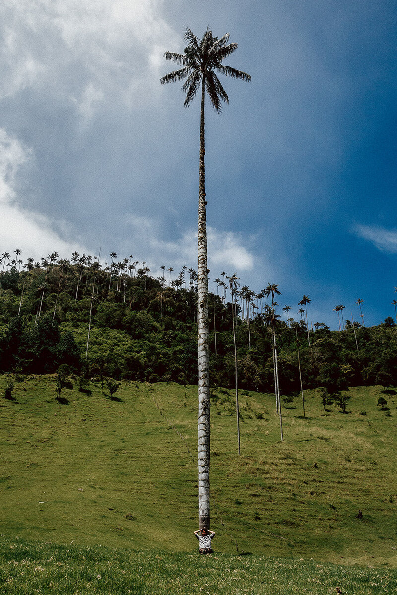 Tall palm trees at tourist location Cocora Valley Colombia