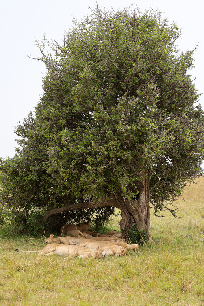 safariedited-051