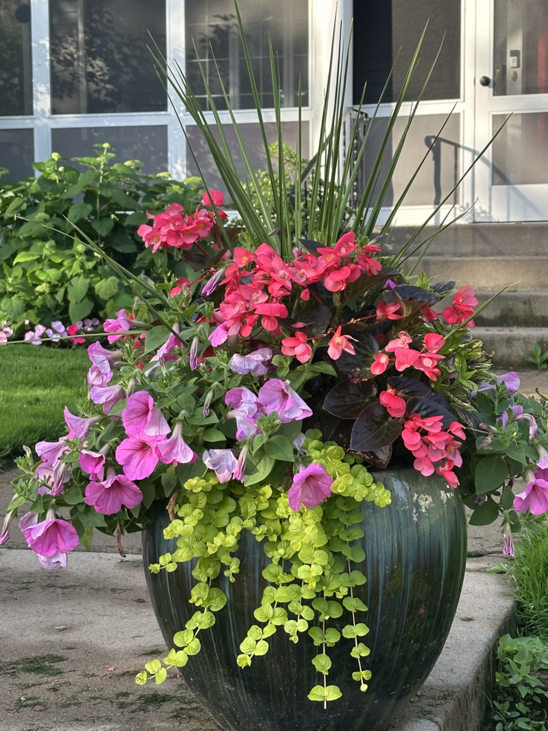 Dale_K_garden_guy