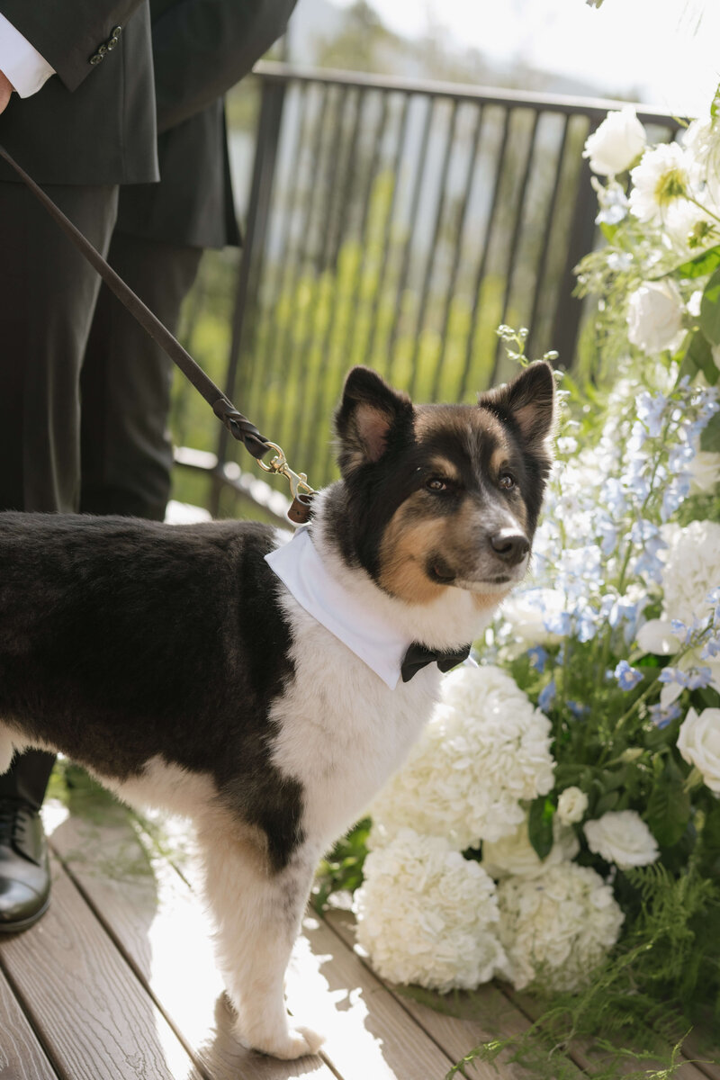 Dog, dressed in black tie, stands at altar during a Colorado mountain wedding ceremony. 