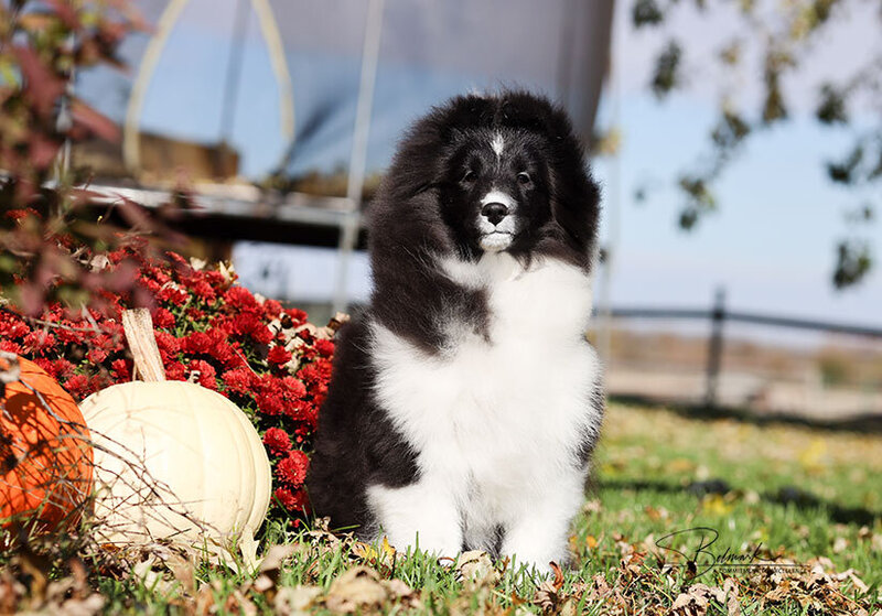 Available Sheltie Puppies in Ohio