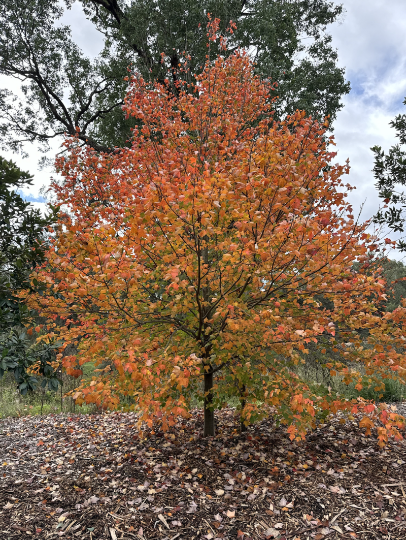 Acer x Freemanii - Lipstick Maple Autumn Blaze - Go Green Nurseries - Mature Trees Sydney - Plant Nursery