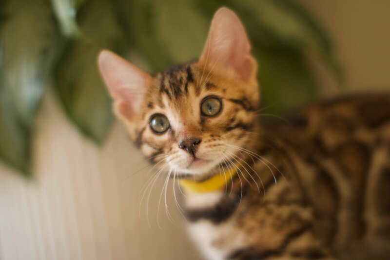 AutumnxBronco Male Yellow_1