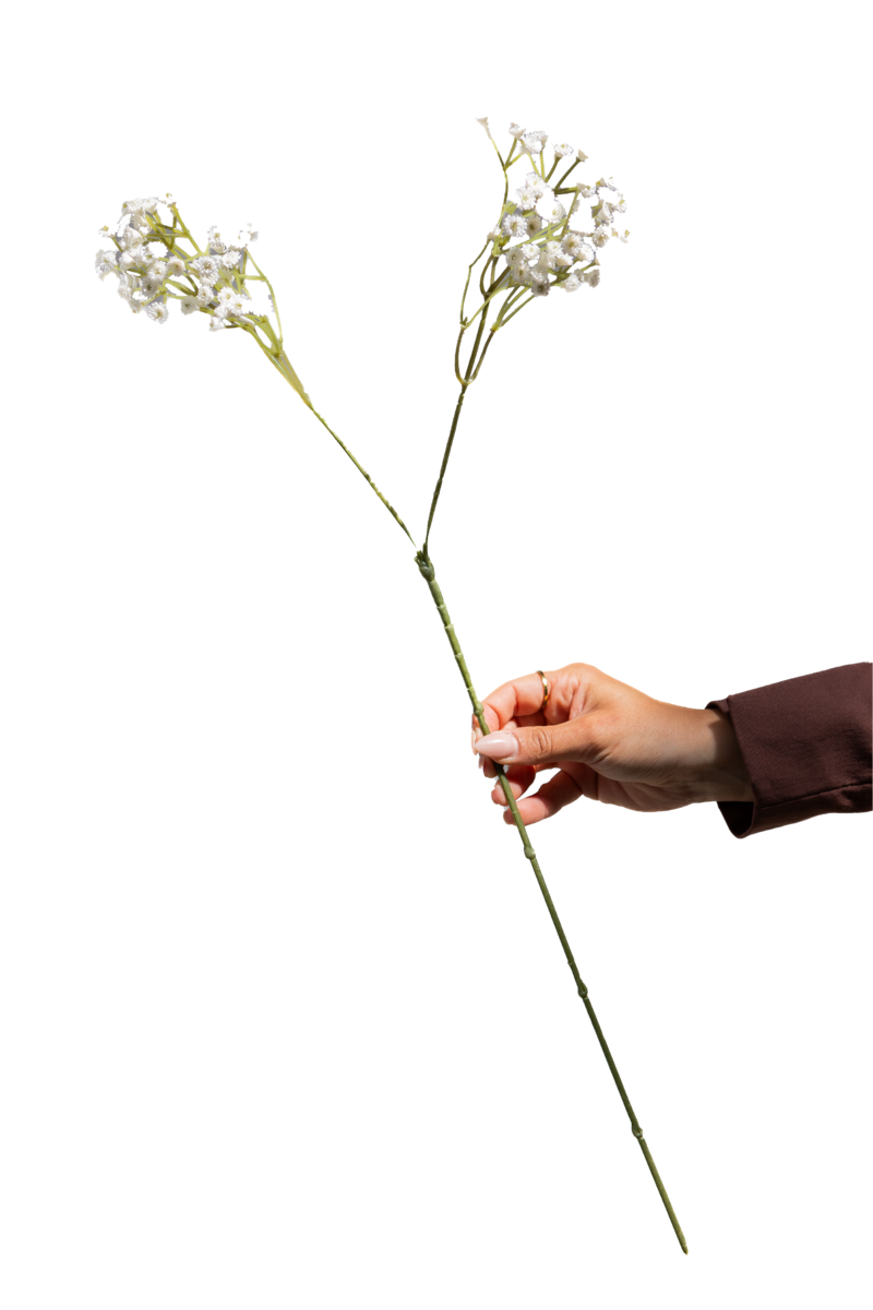 baby breath