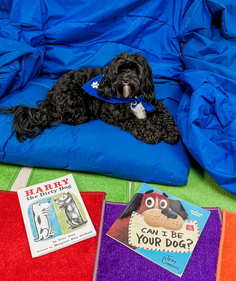Cavapoo Therapy Dog