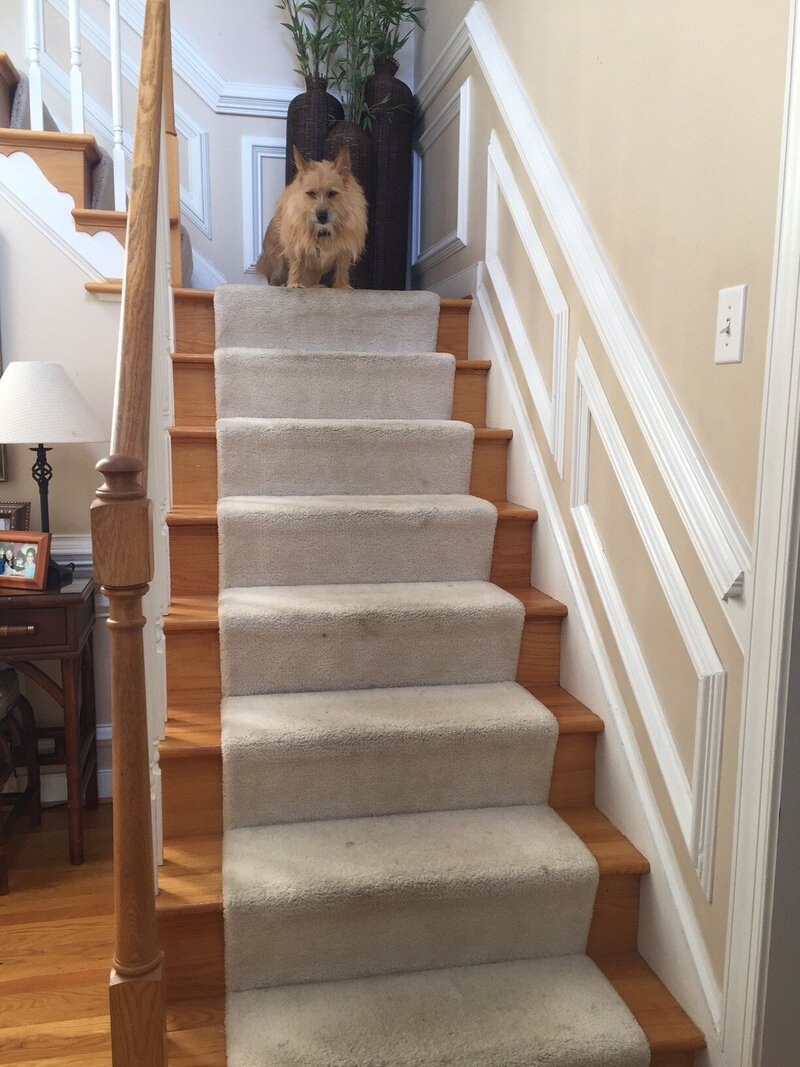 33 Bedeckers Interiors - Kristine Gregory - Wyndham stair BEFORE