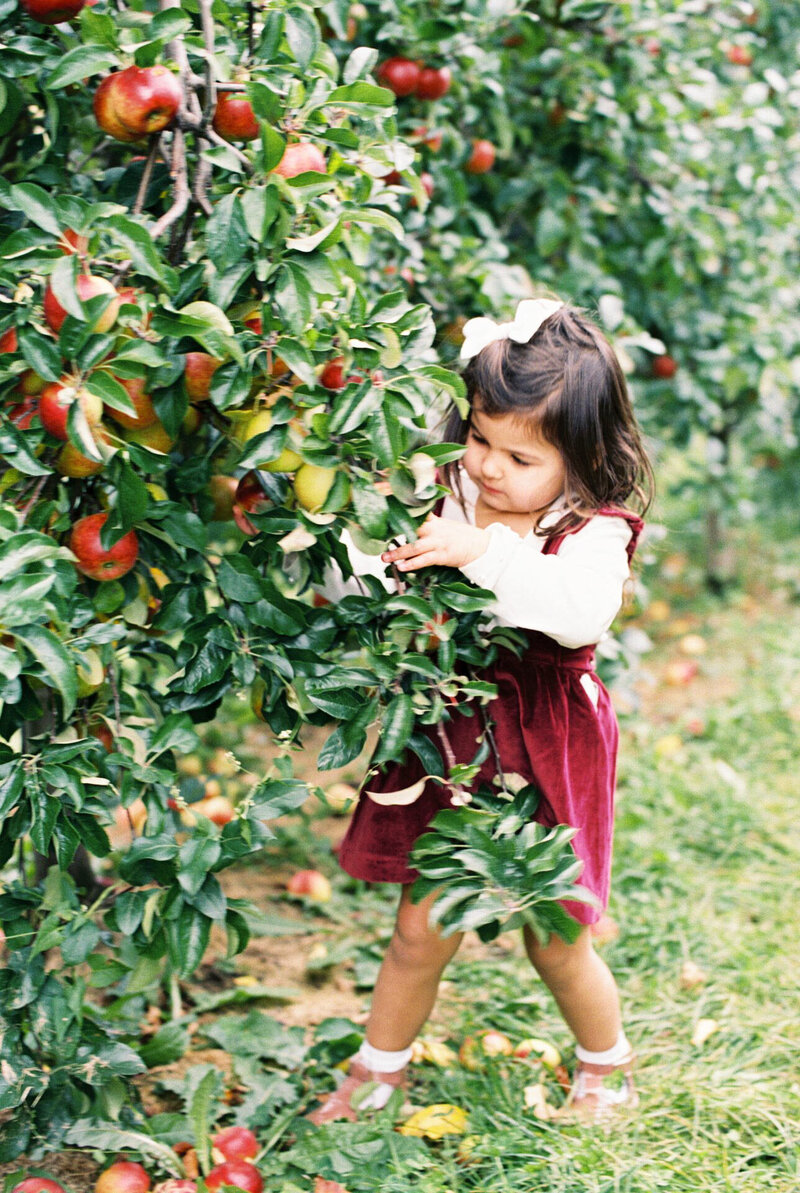 Apple Picking Toddler Film Photo by Singleton Photography-1