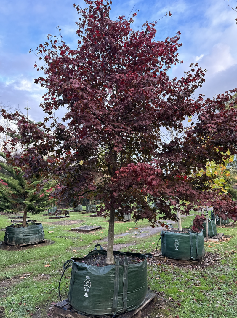 Acer palmatum 'Bloodgood' - Japanese Bloodgood Maple - Mature Trees Sydney