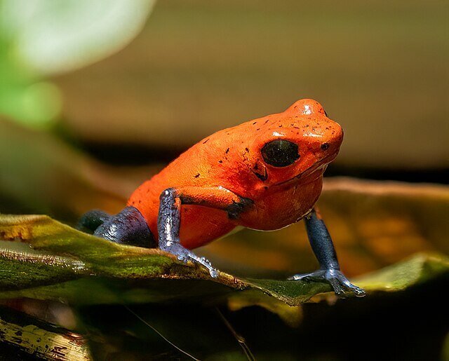 frog14