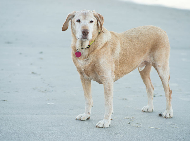 New England Pet Photographer