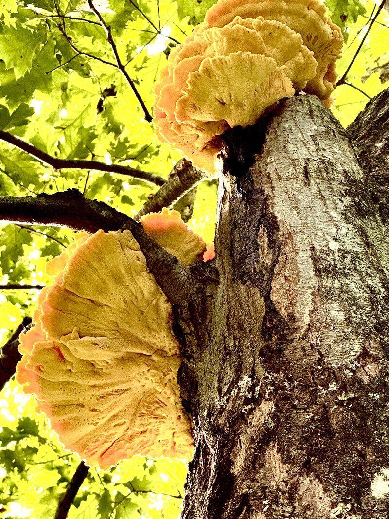 Leila's Foraged Chicken Of The Woods Mushrooms
