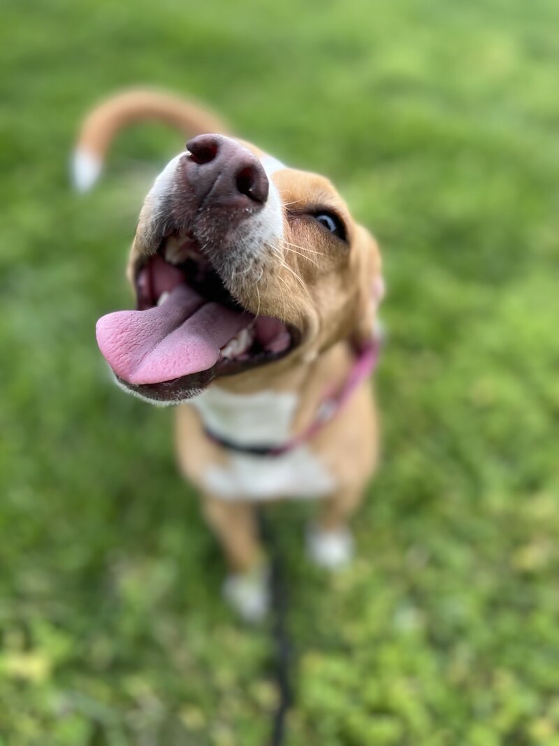 Big smile ppup