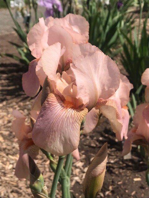 blush-iris